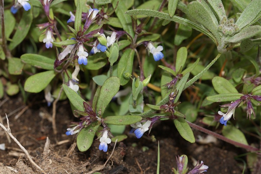 Коллинсия незнакомка