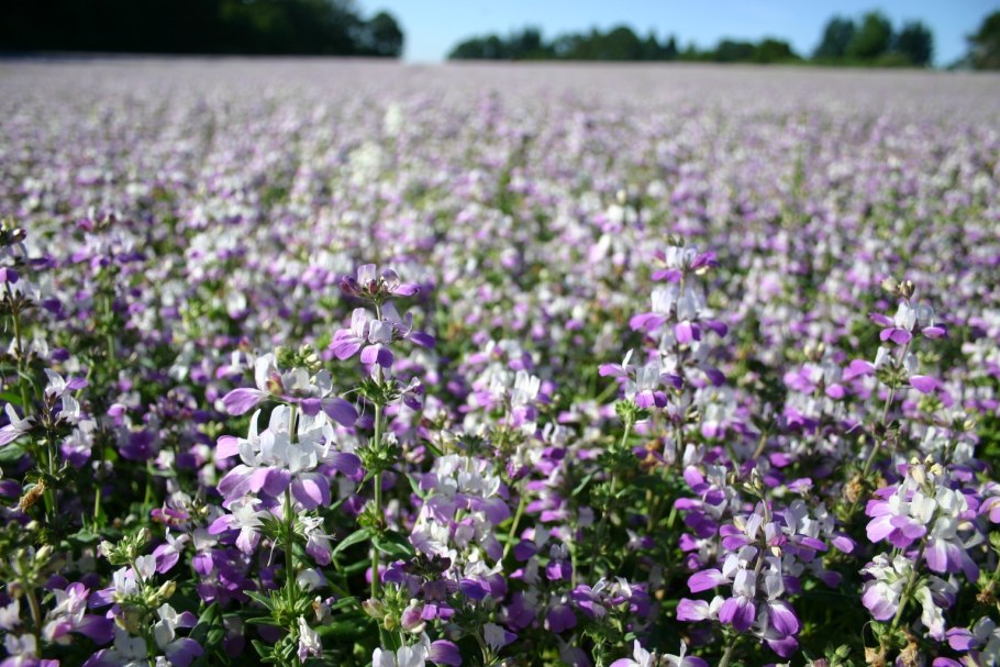 Collinsia крупноцветковая