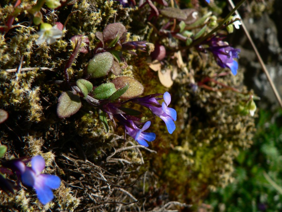 Парвифлора доктор Ландис