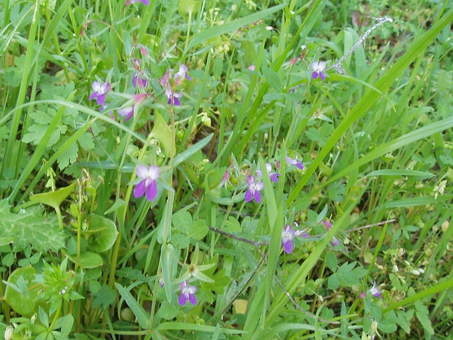 Cyclantheropsis parviflora