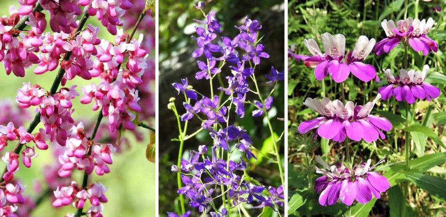 Фелиция разнолистная