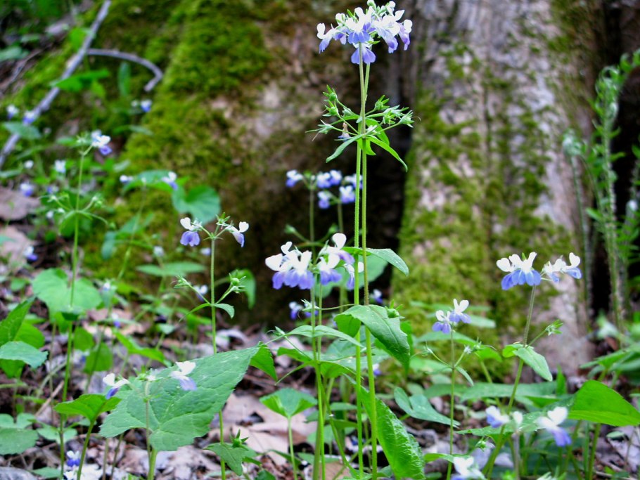 Коллинсия биколор