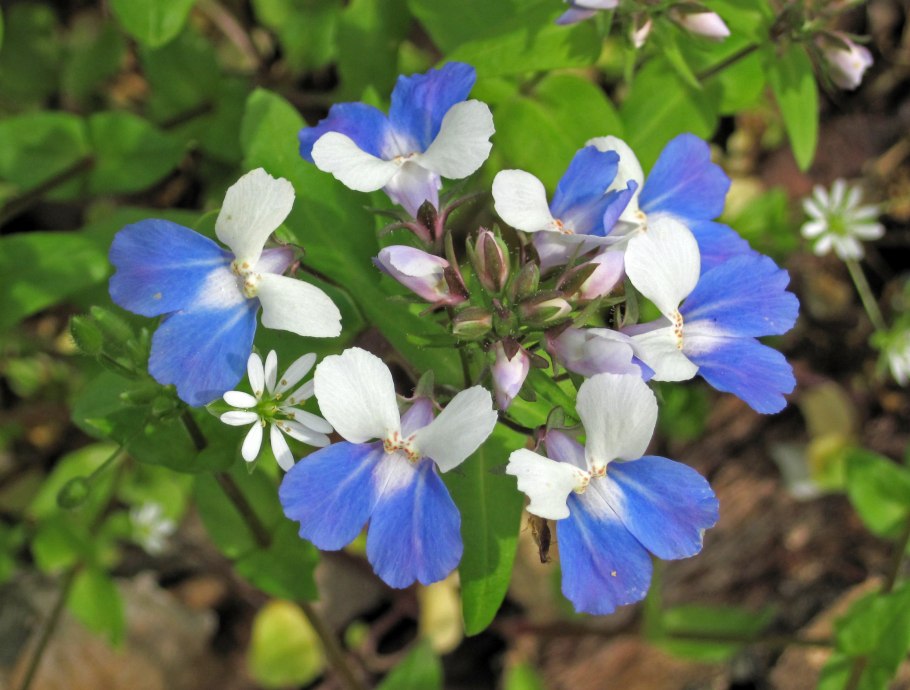 Коллинсия разнолистная чинайзхаузес