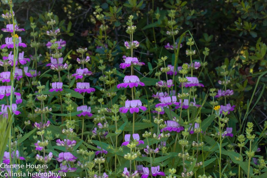Как выглядят всходы у коллинсии разнолистной китайская пагода