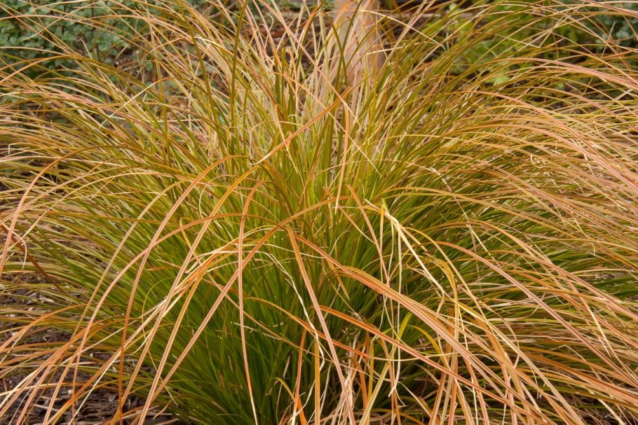 Pennisetum alopecuroides Hameln