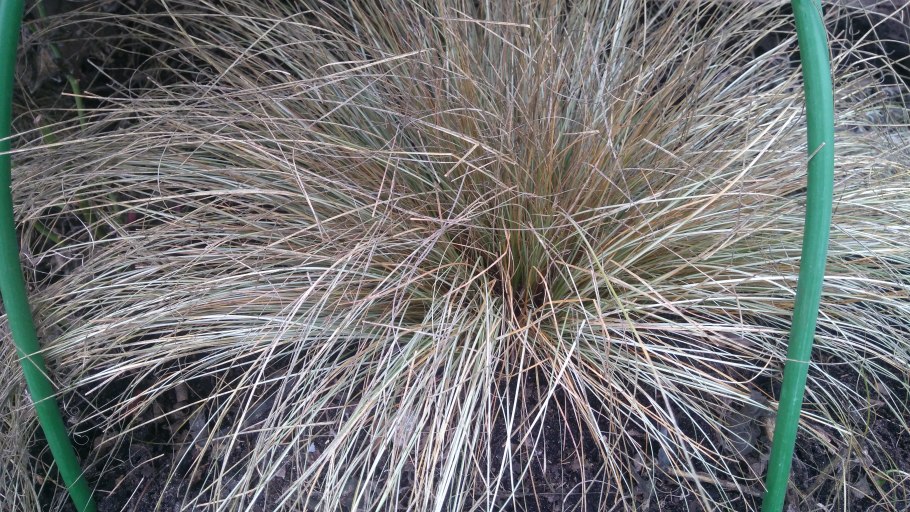 Carex buchananii Red Rooster