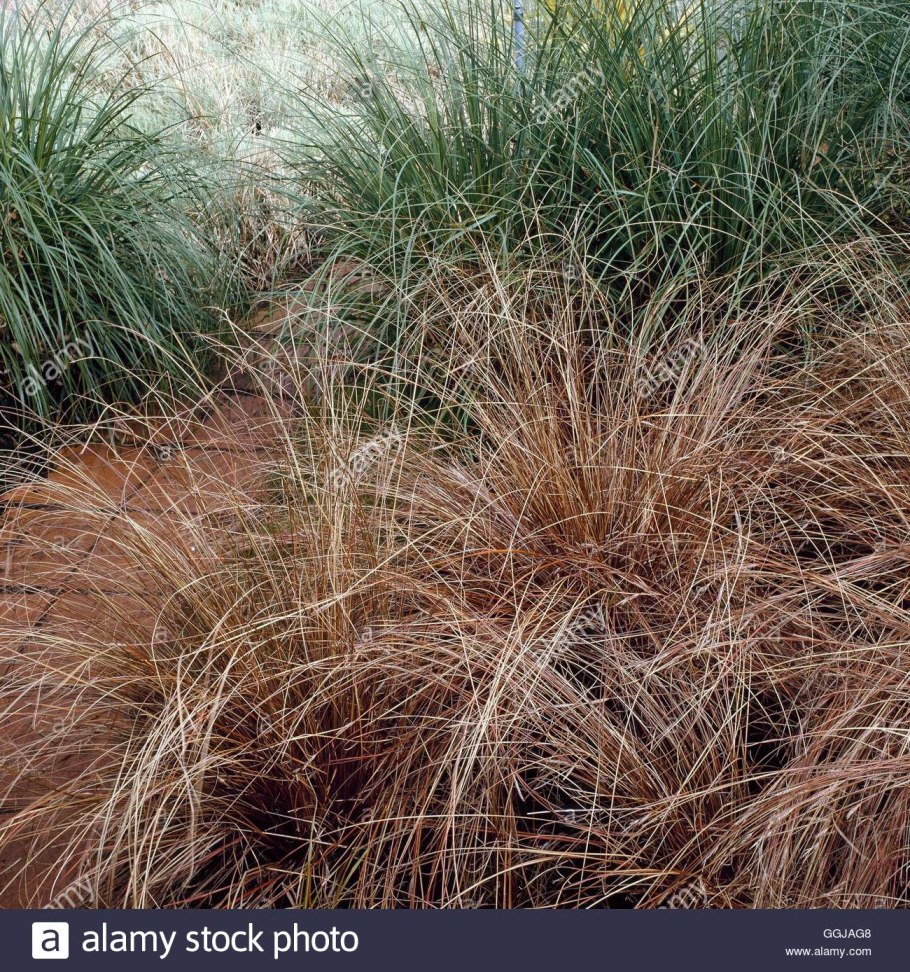 Carex testacea Prairie Fire