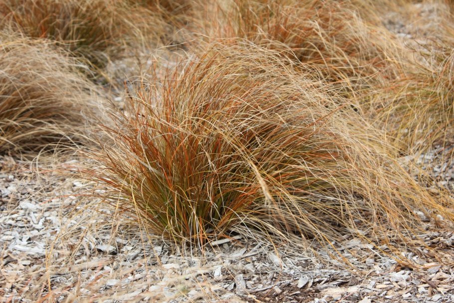 Осока Болотная