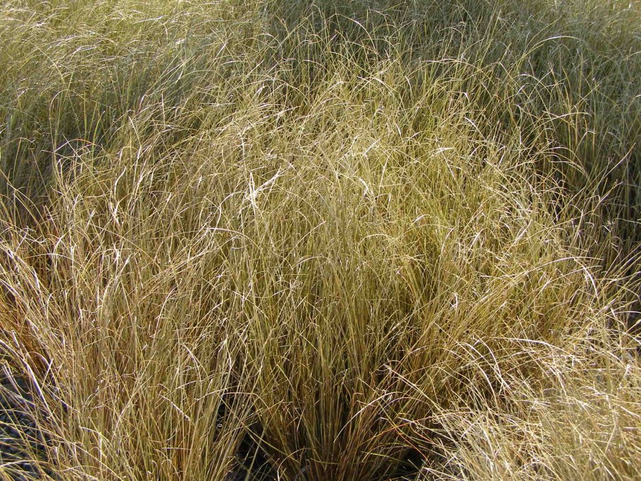 Осока кирпичная Prairie Fire