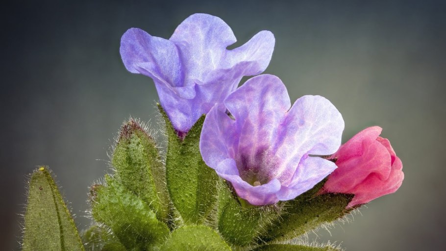 Первоцветы Медуница