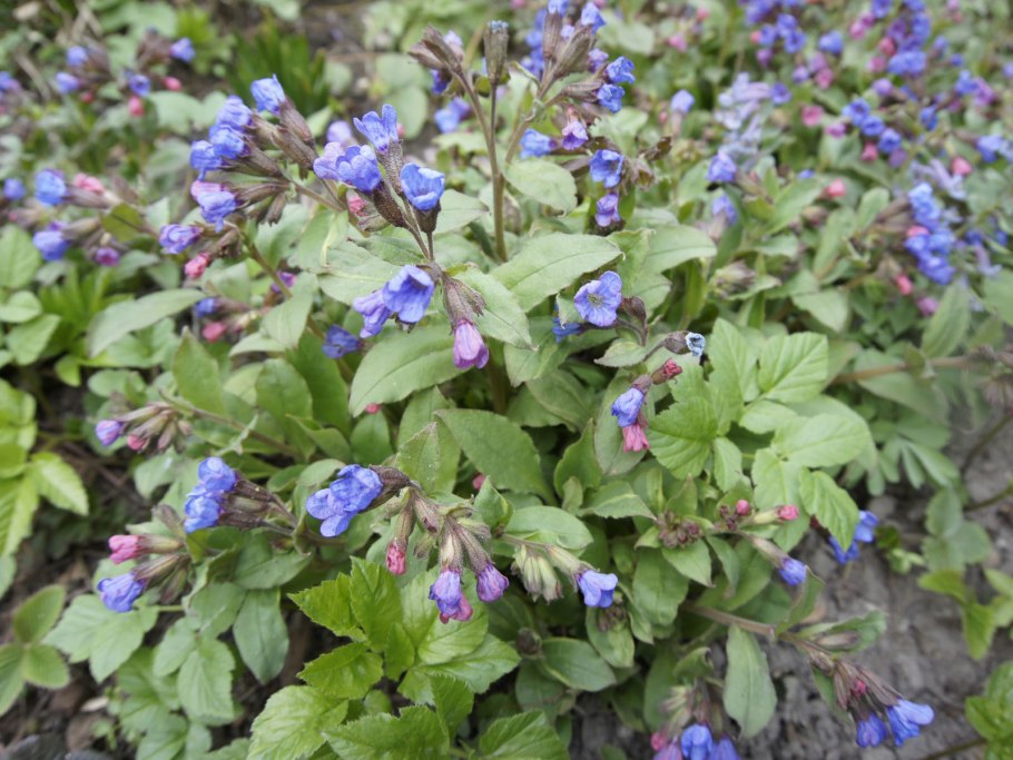Медуница неясная (Pulmonaria Obscura Dumort