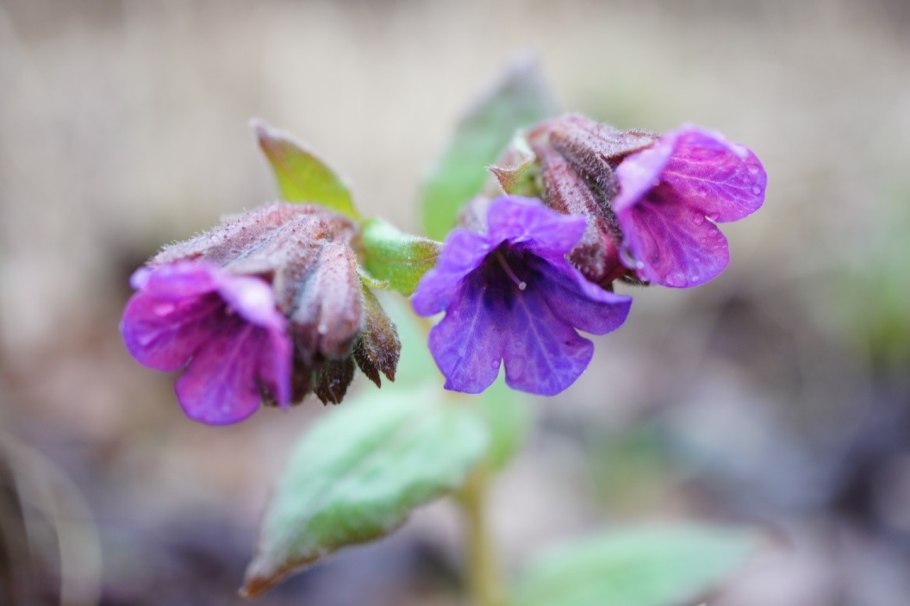 Медуница Арктическая