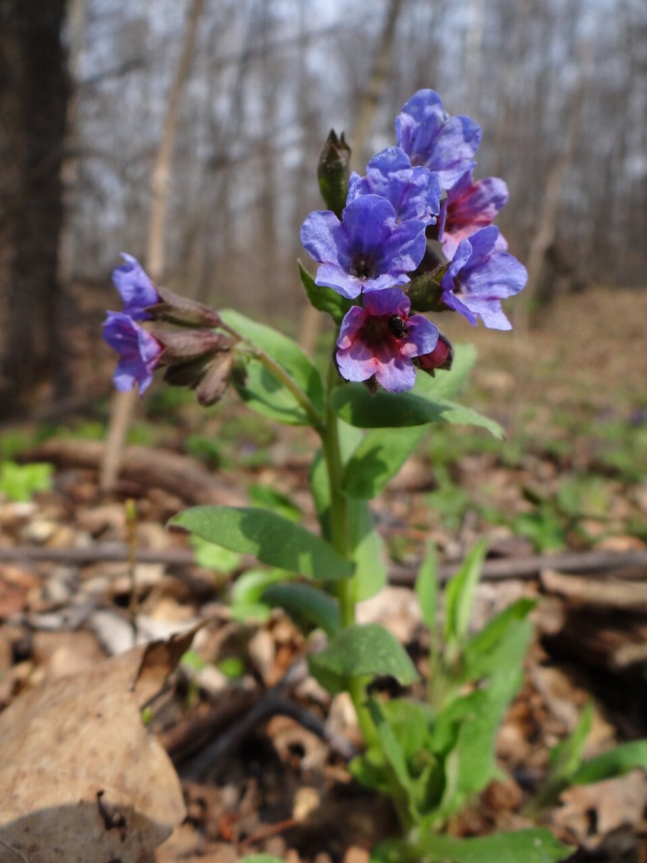 Медуница обыкновенная