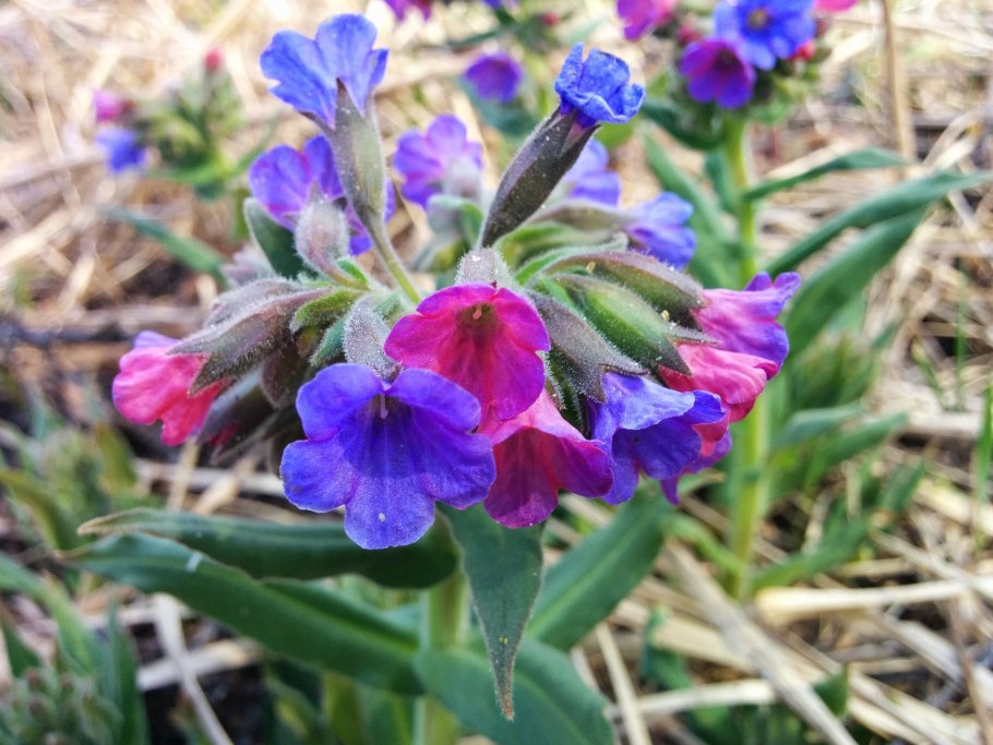 Медуница лесная