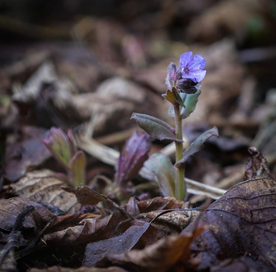 Медуница Лесная цветок