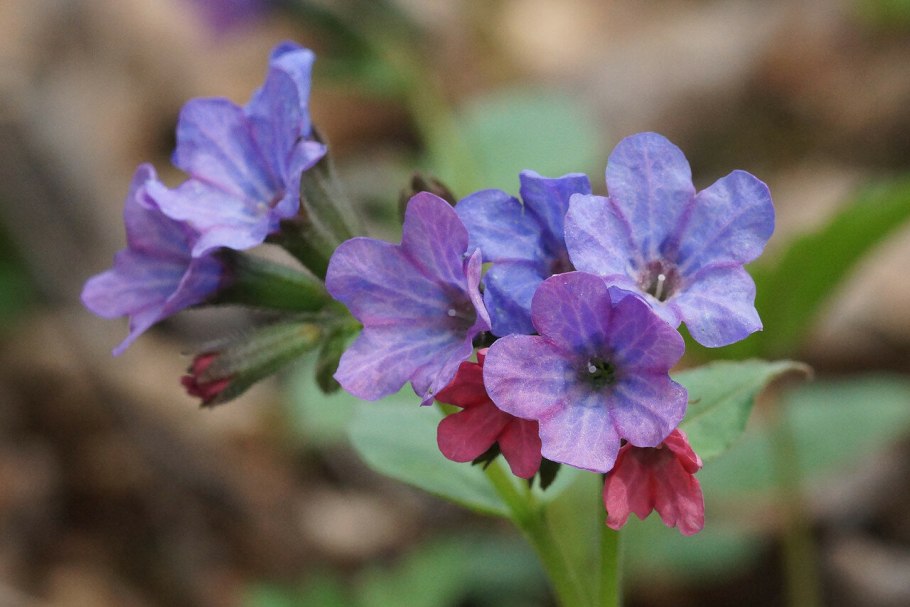 Медуница неясная (Pulmonaria Obscura Dumort