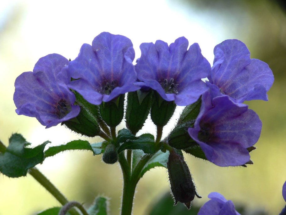 Медуница неясная (Pulmonaria Obscura Dumort