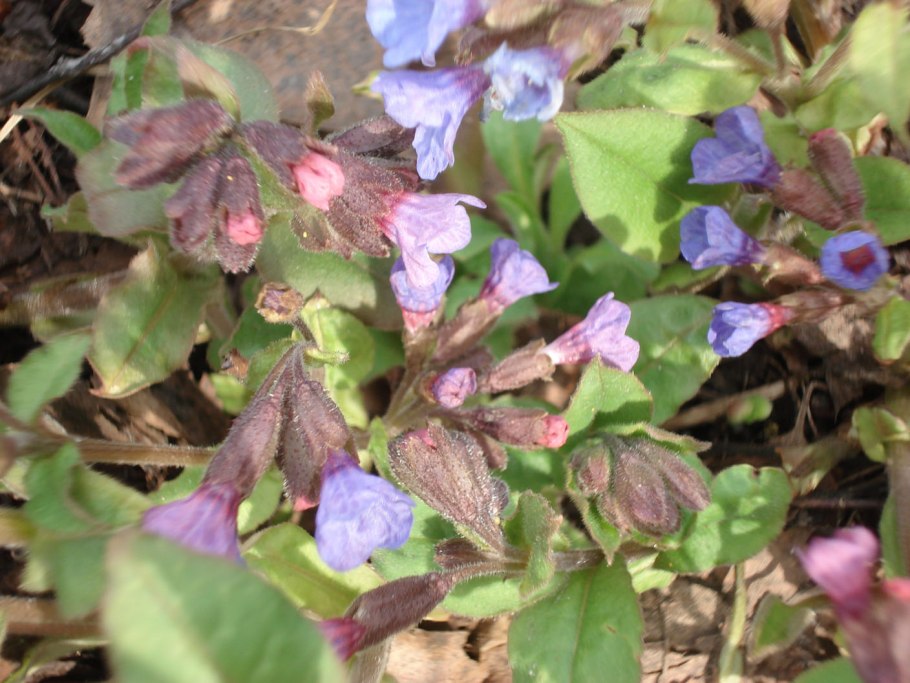 Медуница цветок