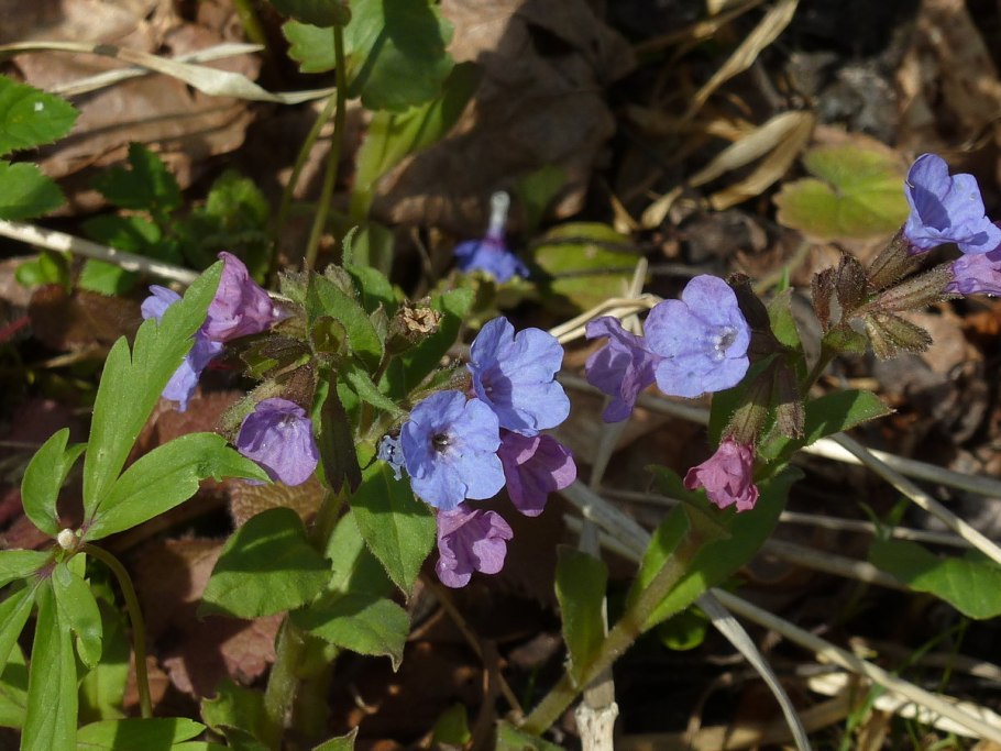 Медуница неясная Pulmonaria Obscura