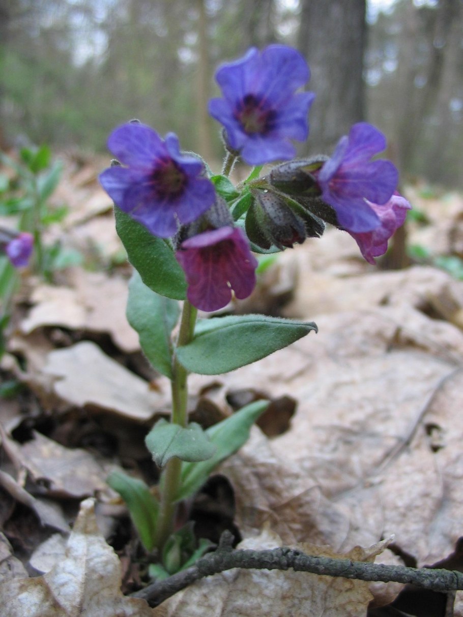 Pulmonaria Obscura