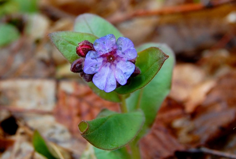 Медуница Камелия