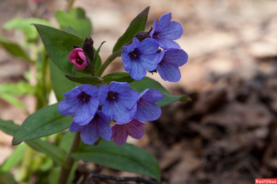 Медуница Лесная цветок