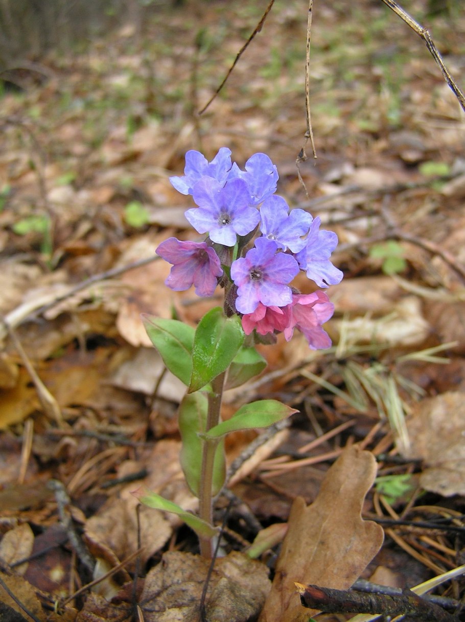Pulmonaria Obscura Dumort.