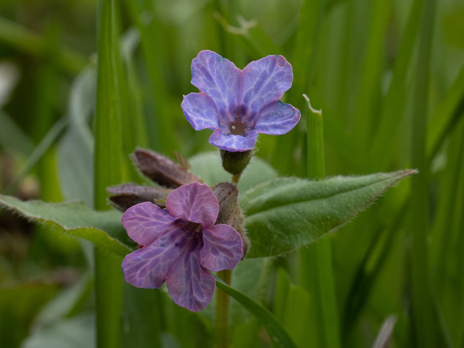 Медуница неясная (Pulmonaria Obscura Dumort