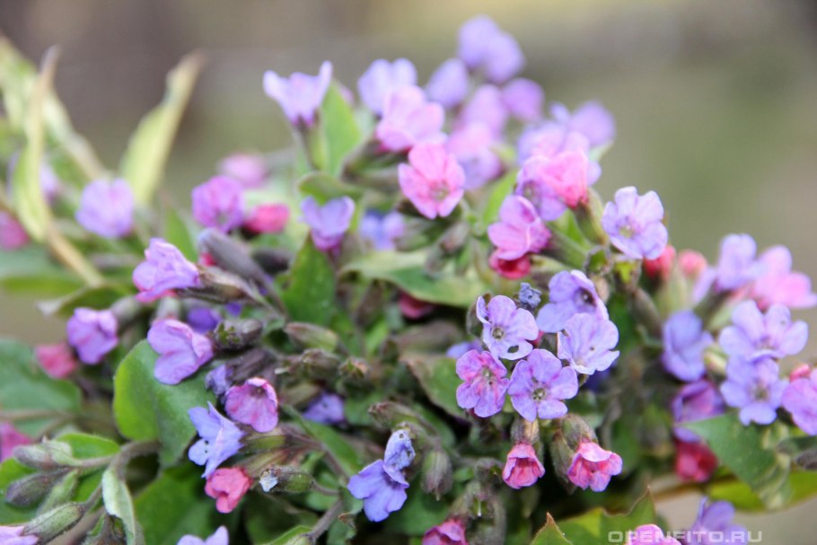 Медуница Лесная