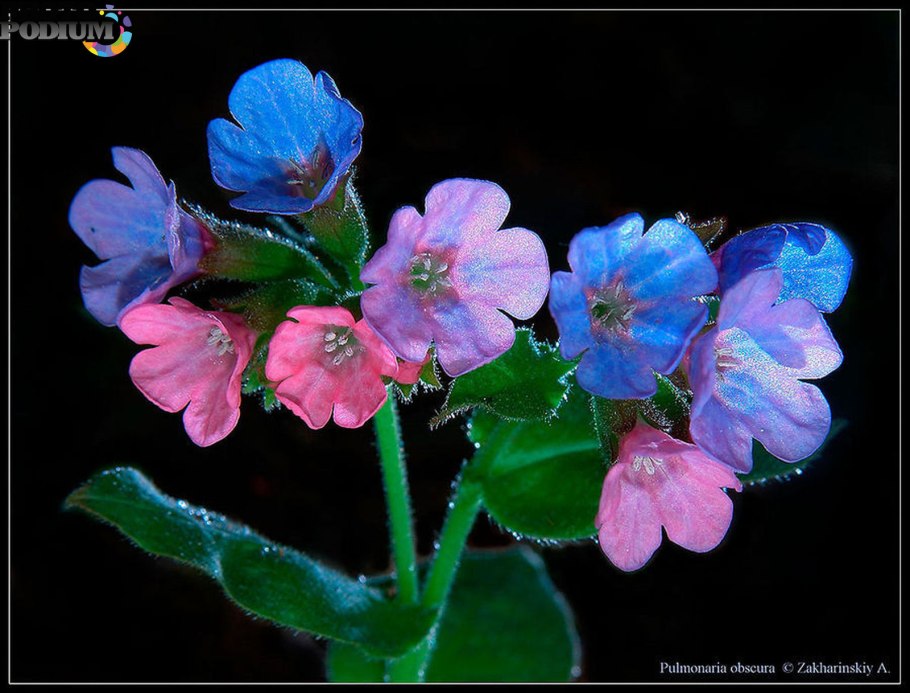 Медуница цветок