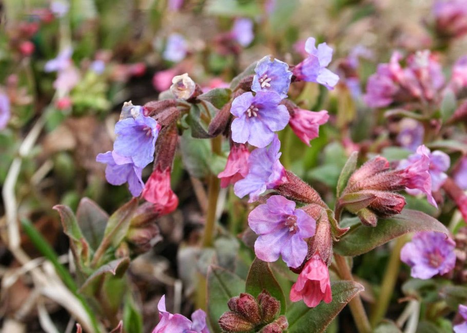 Медуница Барфилд Пинк