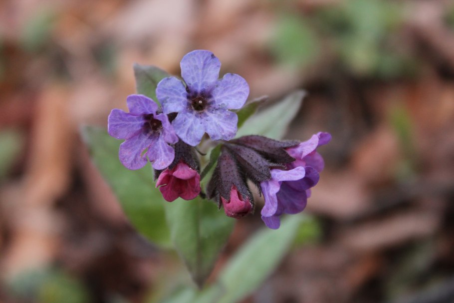 Медуница обыкновенная