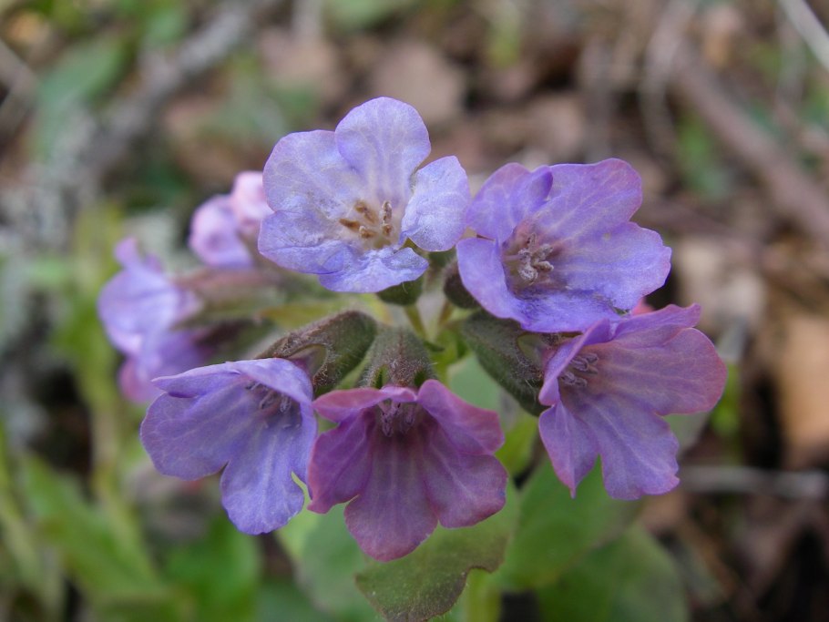 Медуница темная