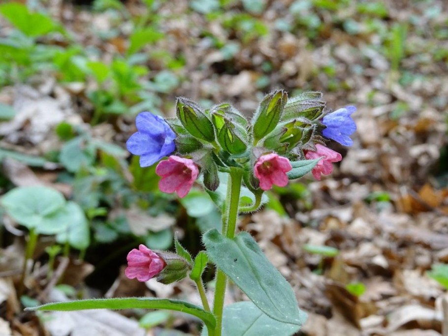 Медуница Лесная цветок