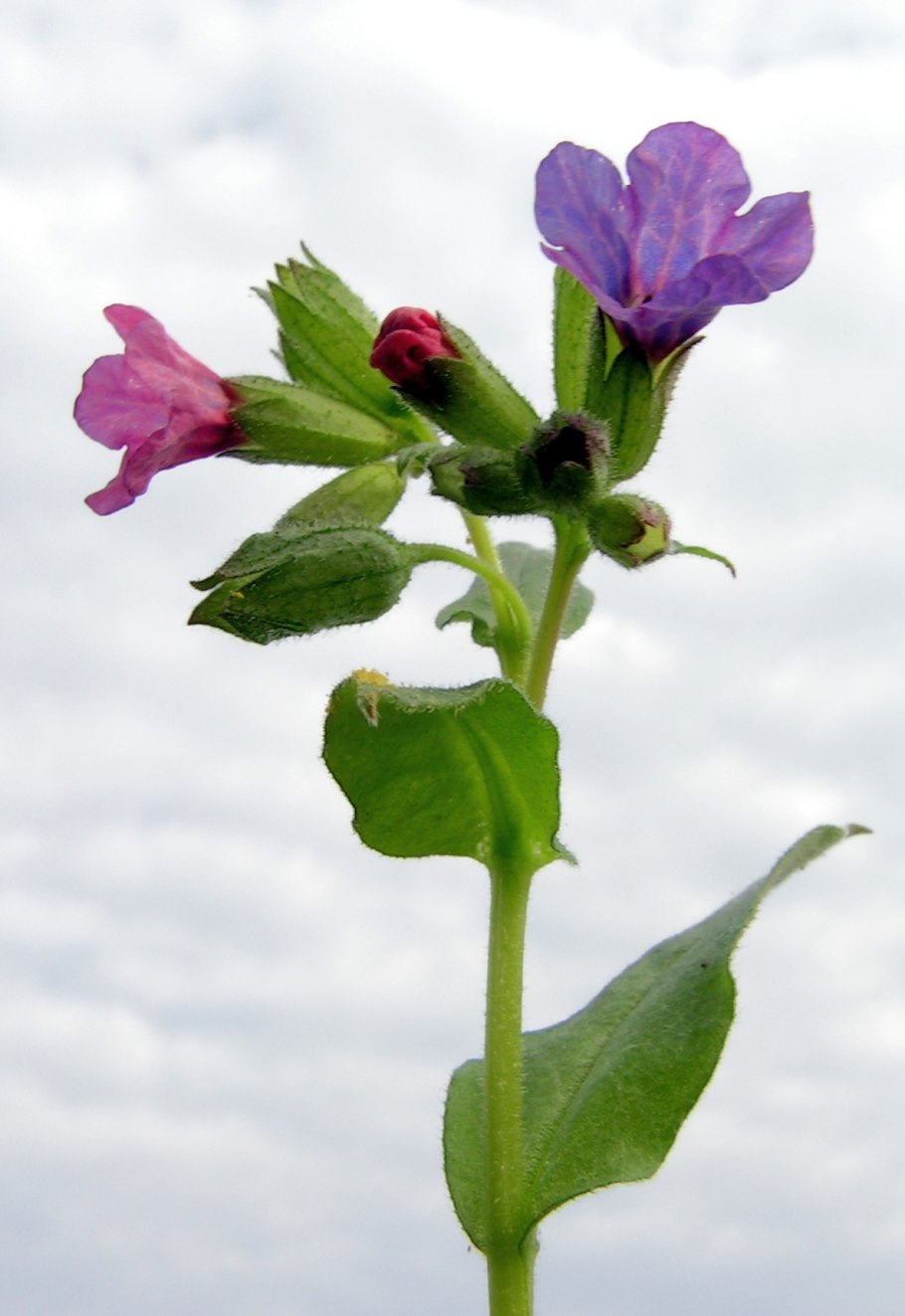 Медуница Лесная