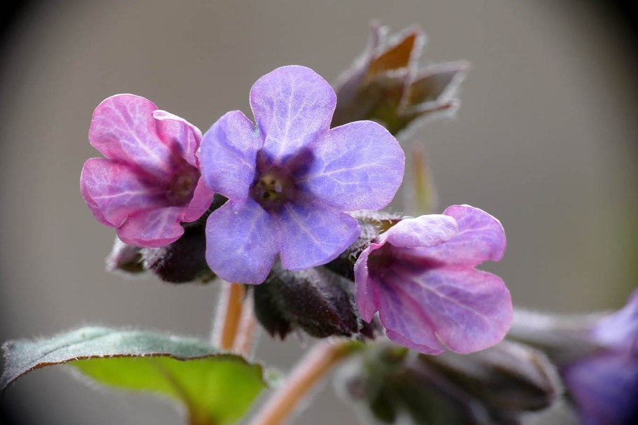 Сибирские цветы медуница