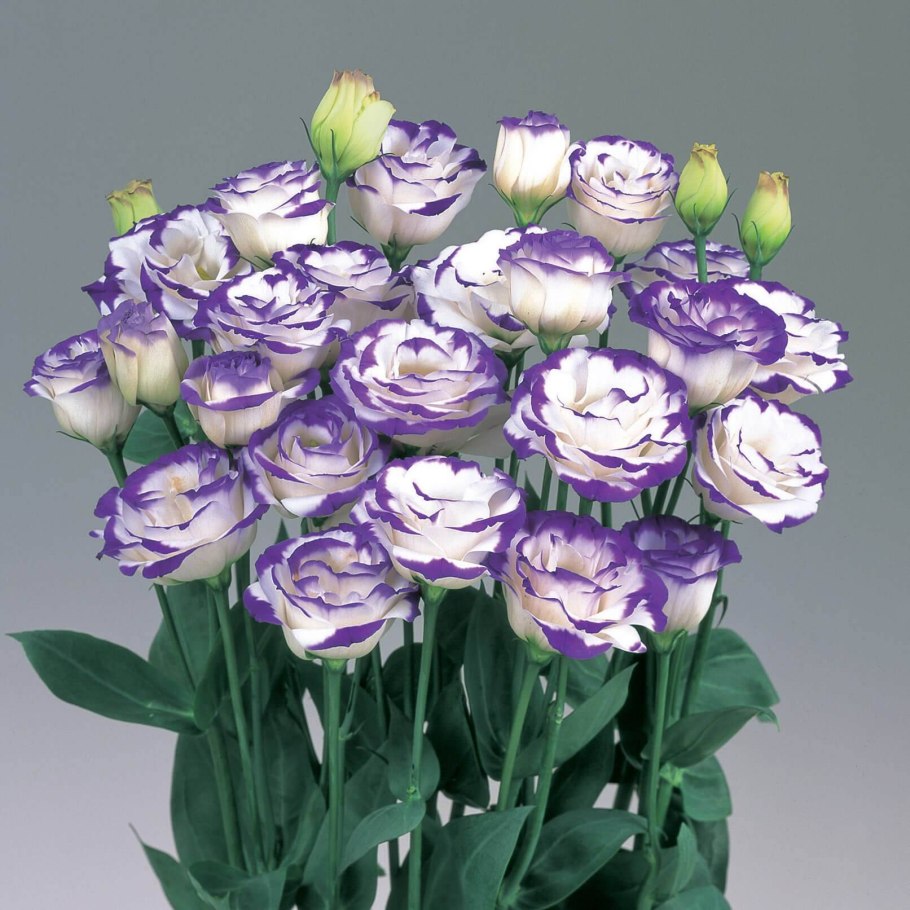 Эустома (Lisianthus)