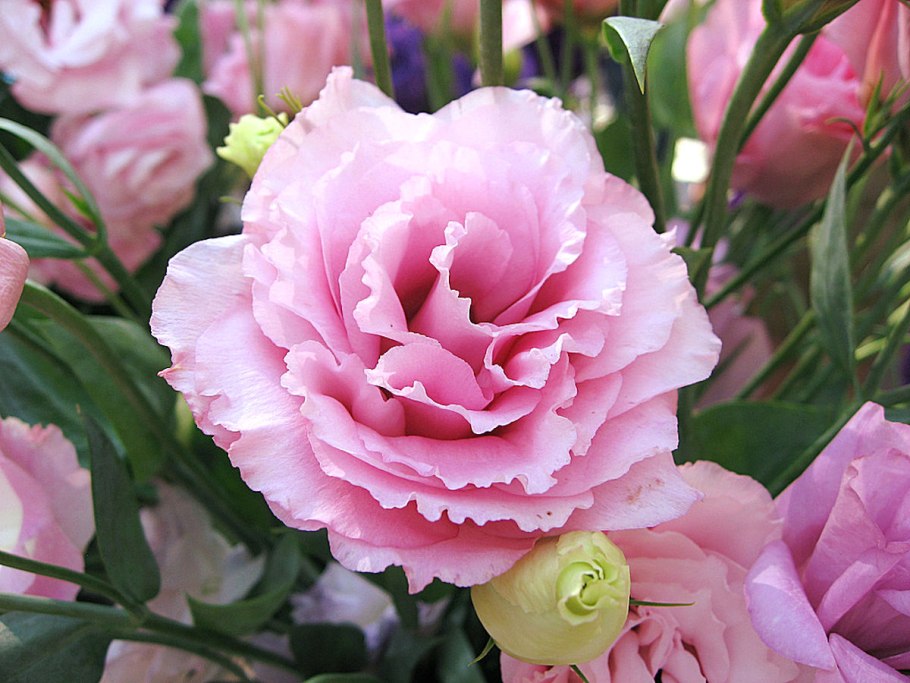 Эустома (Lisianthus)