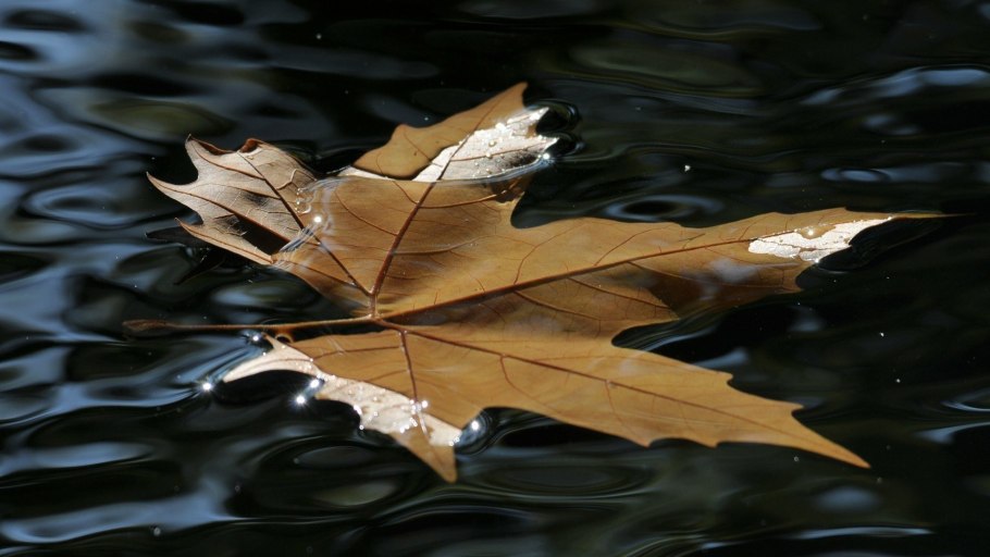 Желтые листья на воде