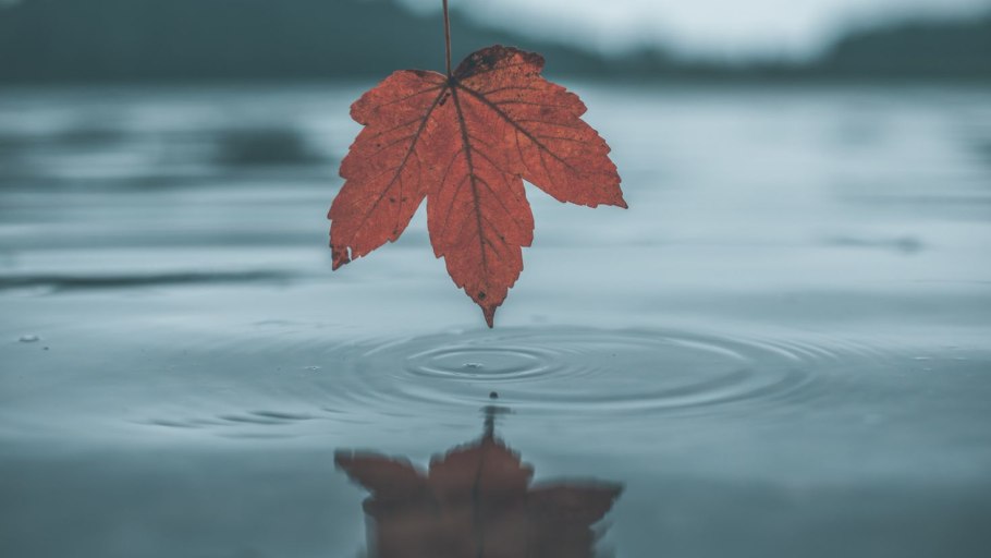 Осенние листья на воде