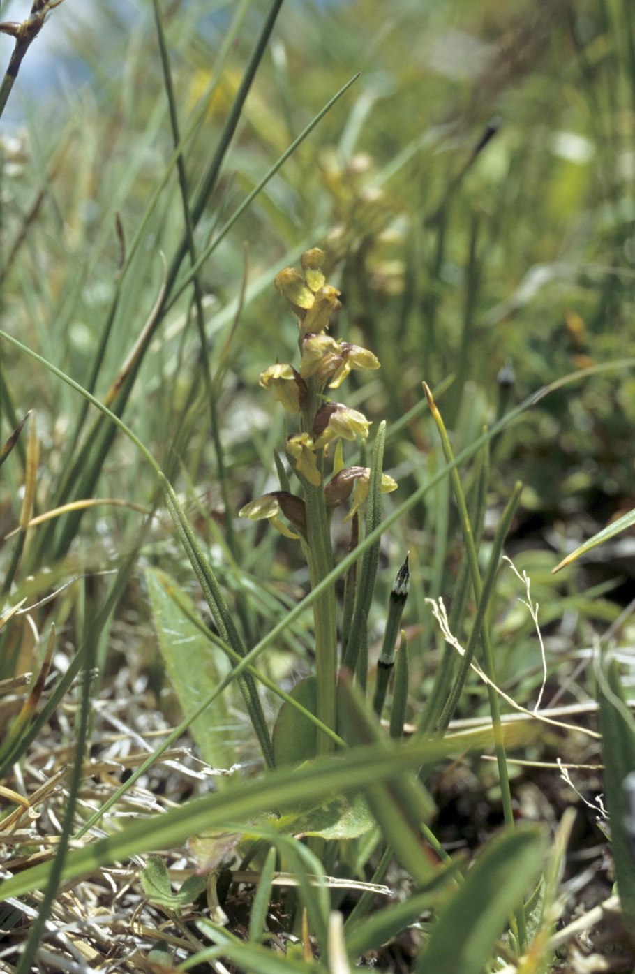 Лосняк лёзеля