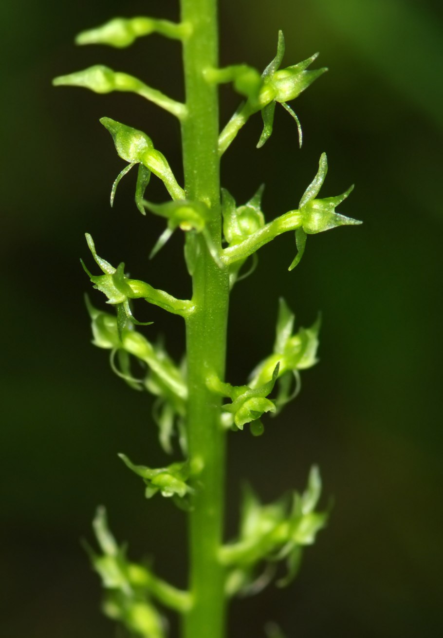 Пололепестник зеленый (Coeloglossum viride (l.)