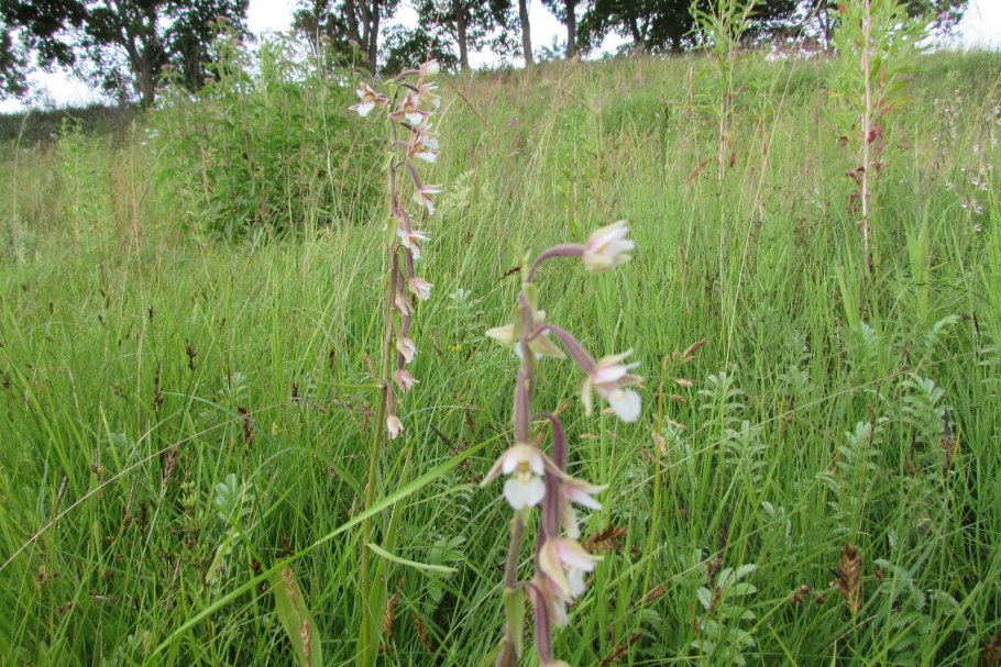 Пололепестник зеленый красная книга