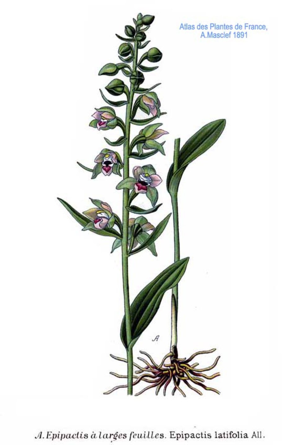 Мякотница однолистная Malaxis monophyllos