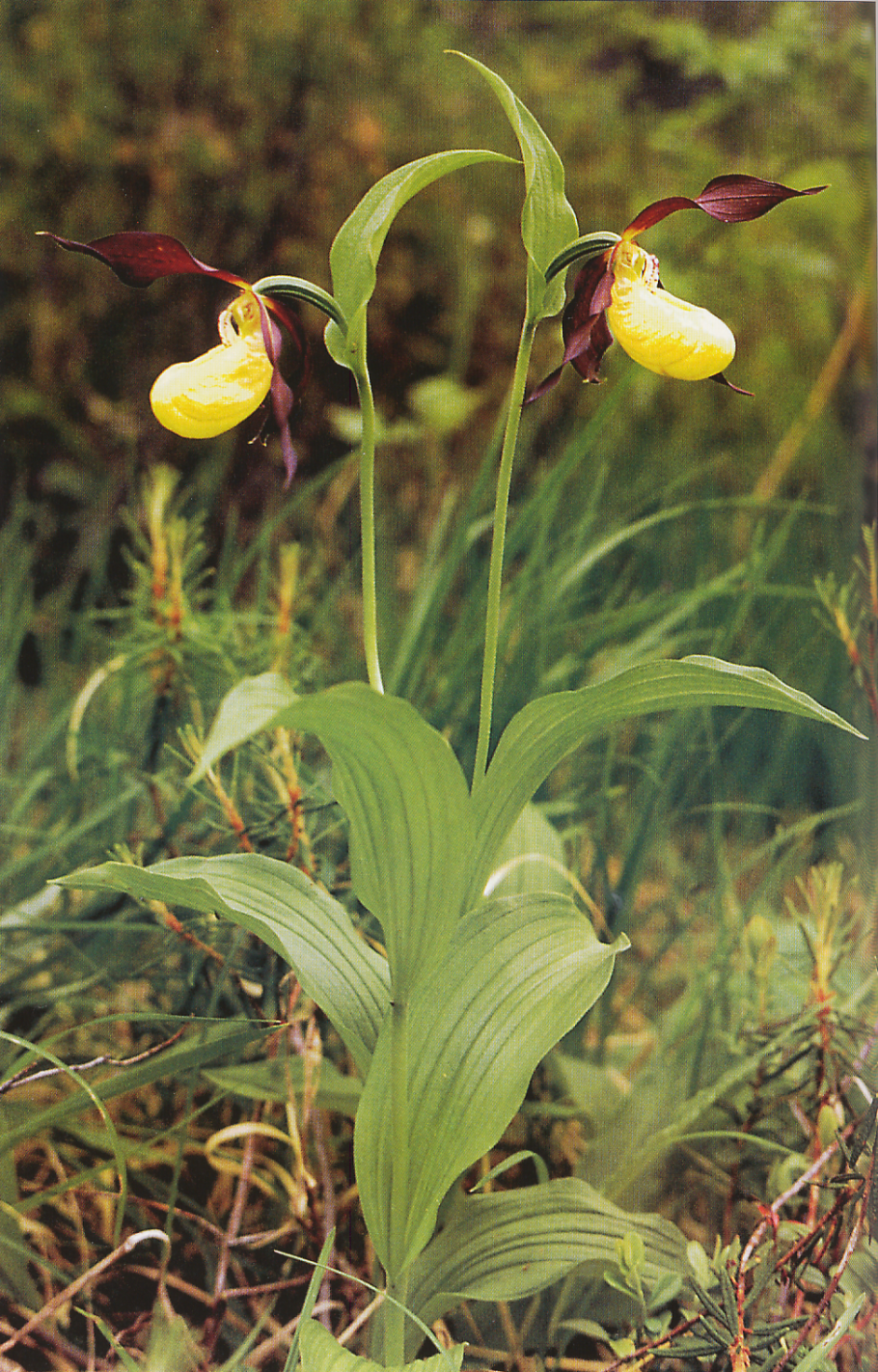 Пололепестник зеленый (Coeloglossum viride (l.)