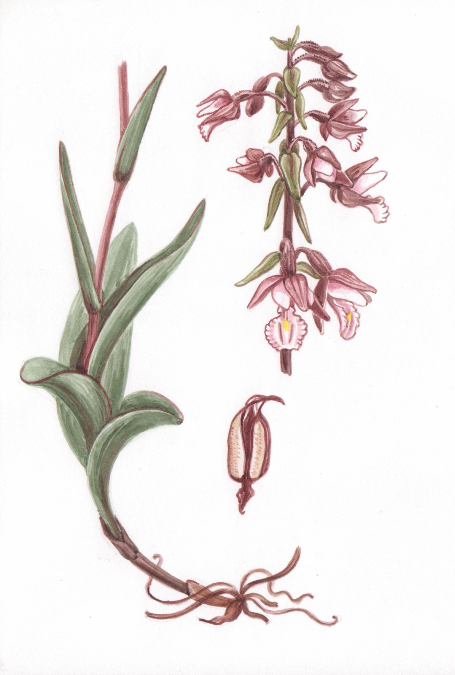 Дремлик болотный