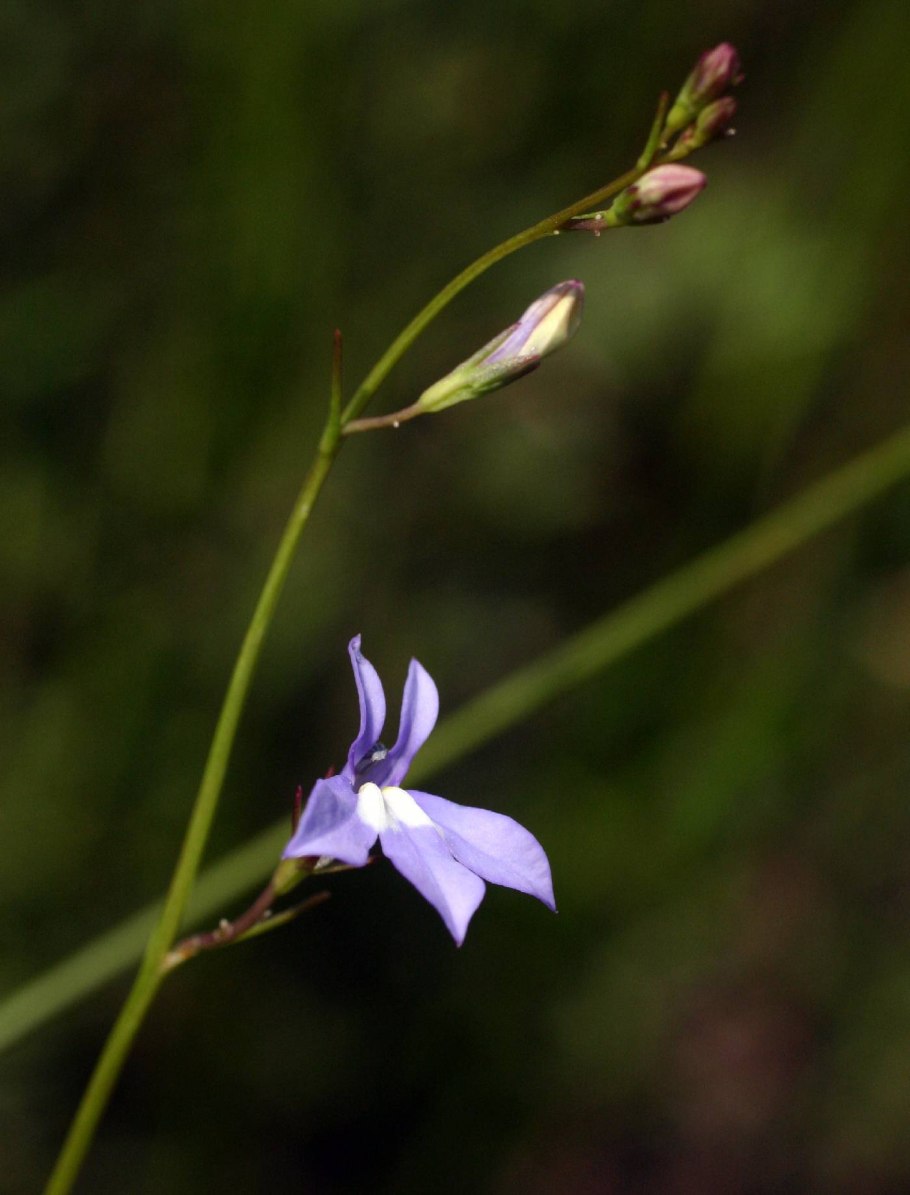 Пололепестник зеленый красная книга