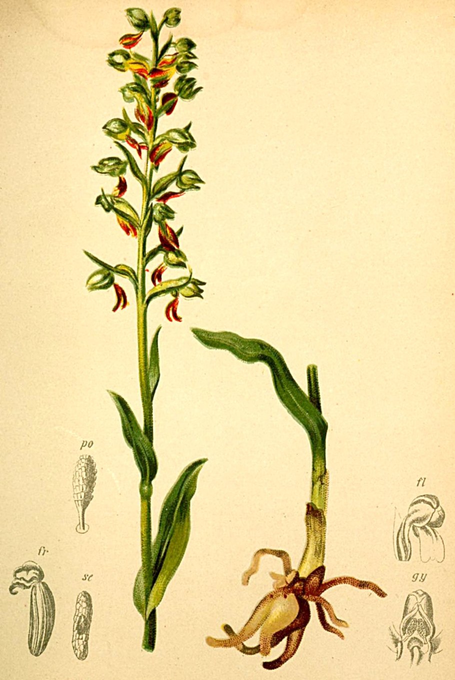 Пололепестник зелёный – coeloglossum viride