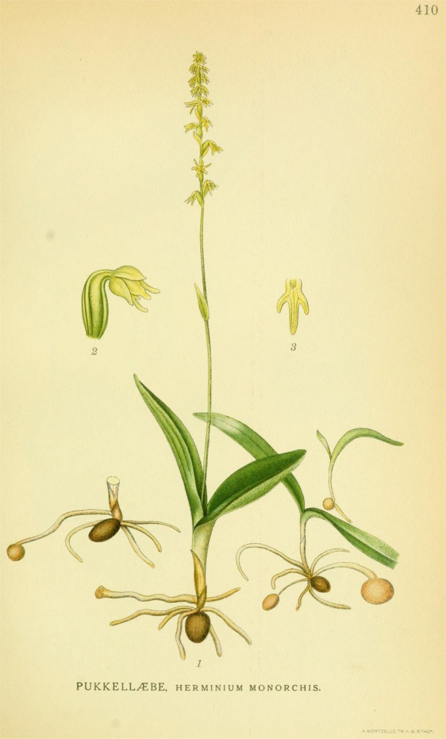 Пололепестник зеленый (Coeloglossum viride (l.)