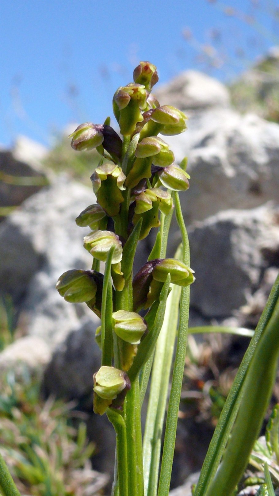 Orchis anthropophora